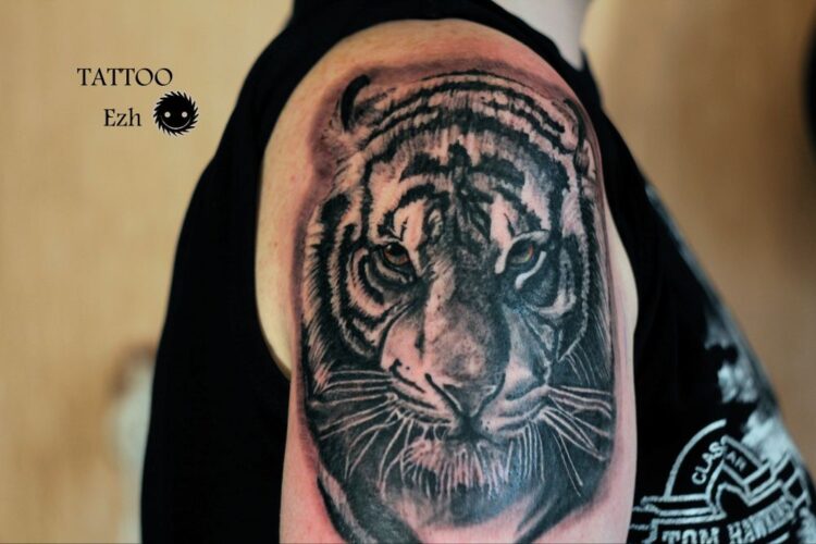 Тигр, мужская тату на плече